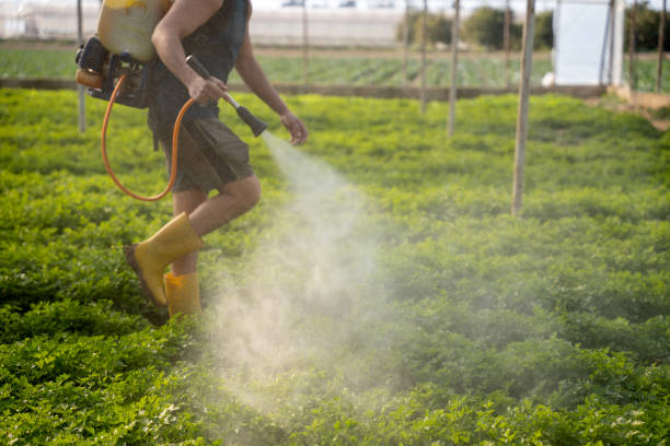 Pest Prevention Services in Mountain Home, AR