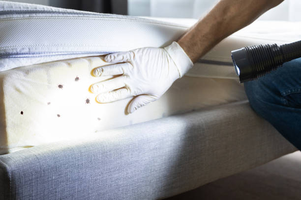 Best Pest Prevention Services  in Mountain Home, AR