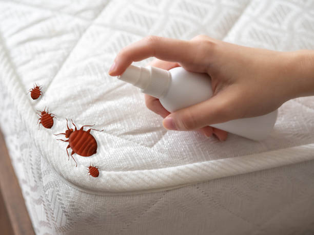 Best Residential Pest Control  in Mountain Home, AR