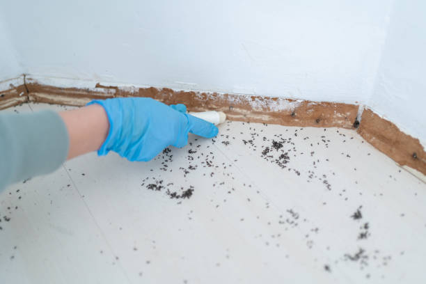 Professional Pest Control in Mountain Home, AR